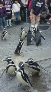 ペンギンのお散歩ライブ
