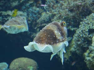 ちゅら海水族館サンゴの海