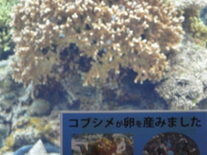 ちゅら海水族館サンゴの海