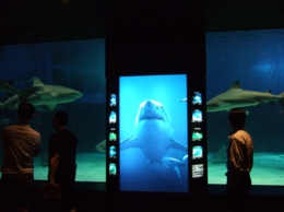 ちゅら海水族館サメ博士の部屋