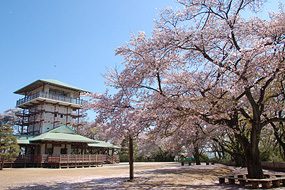 桜 お花見しよう 生田緑地 枡形山広場と展望台